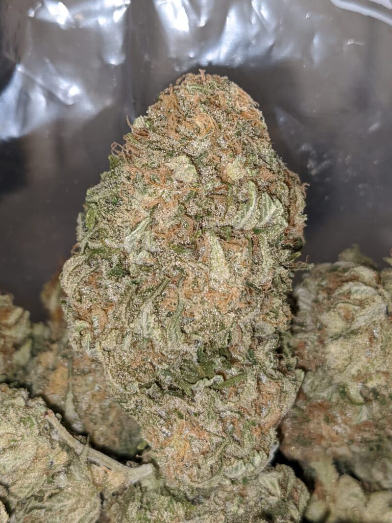 Pink Guava | First Cut