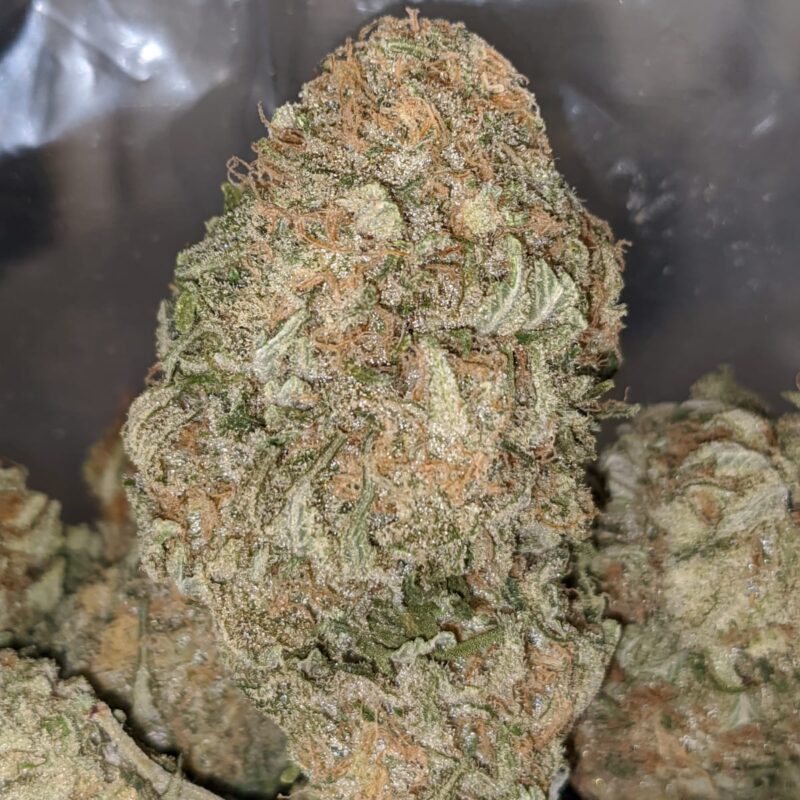 Pink Guava | First Cut