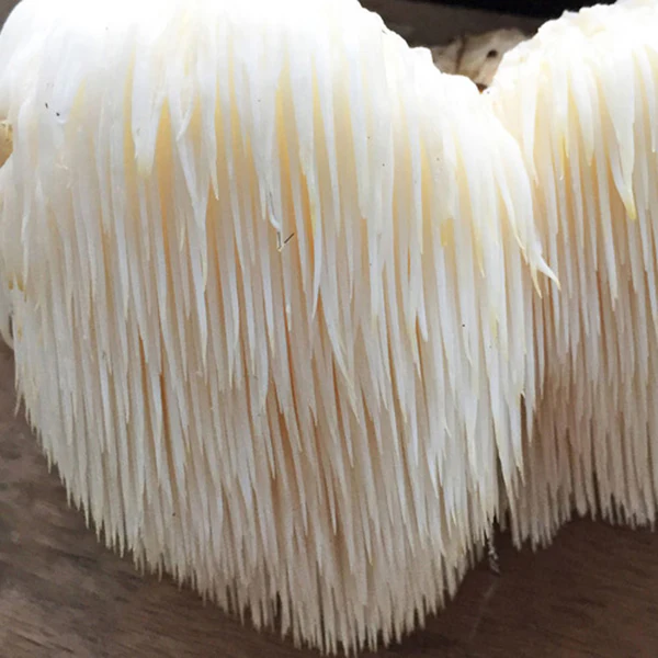 Liquid Culture Mushroom