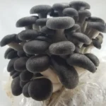  Liquid Mushroom Culture