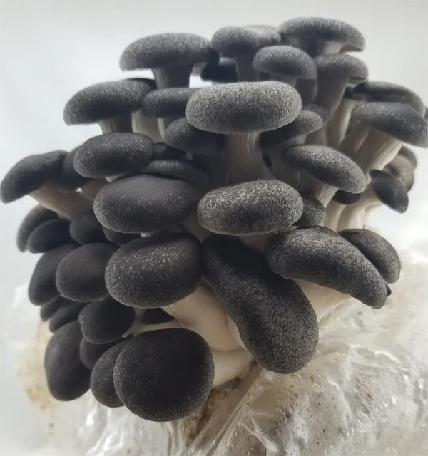  Liquid Mushroom Culture