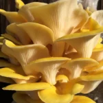 Mushroom Liquid Culture